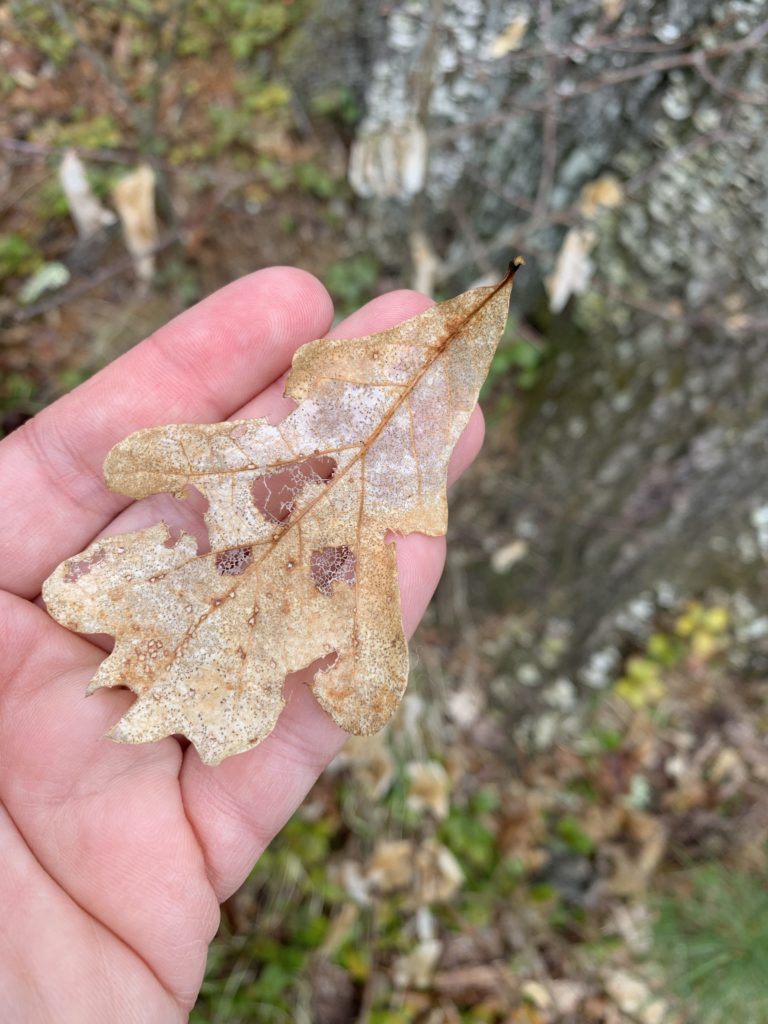 Decayed white oak leaf