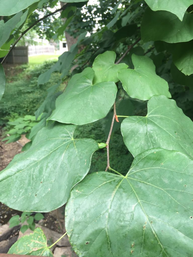 Eastern redbud (Cercis canadensis) leaves